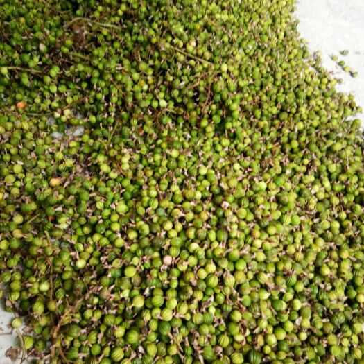 凤山县 广西河池凤山新鲜砂仁果，价格特优15元/斤，