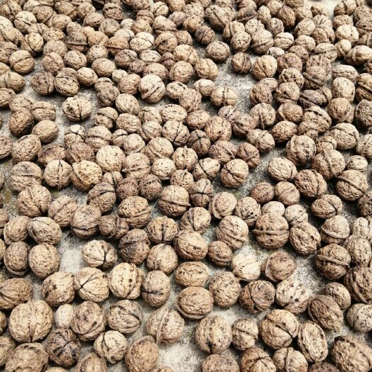 石屏县 大量泡核桃