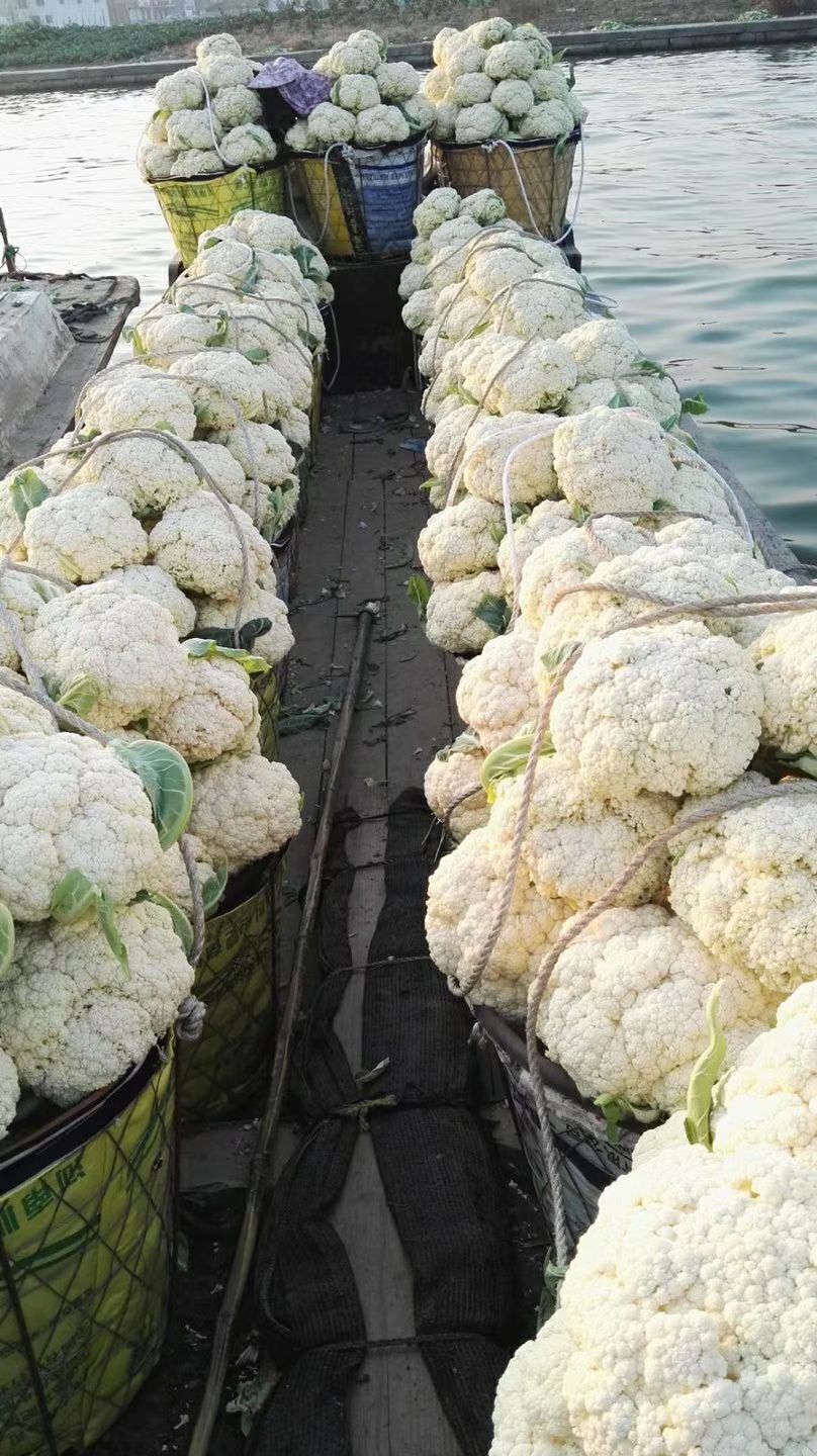 白面青梗松花菜种子 长胜、庆农、高山宝、美玉松种子