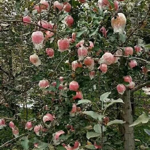临猗县红富士苹果 自家果园