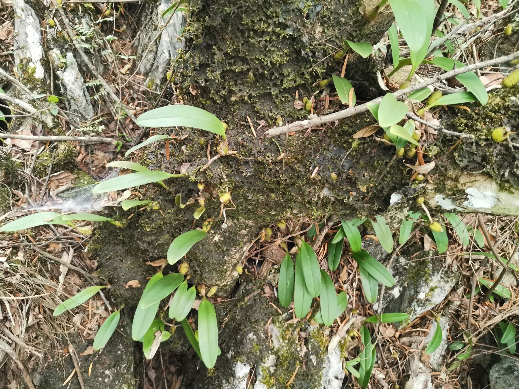 石橄榄—大果