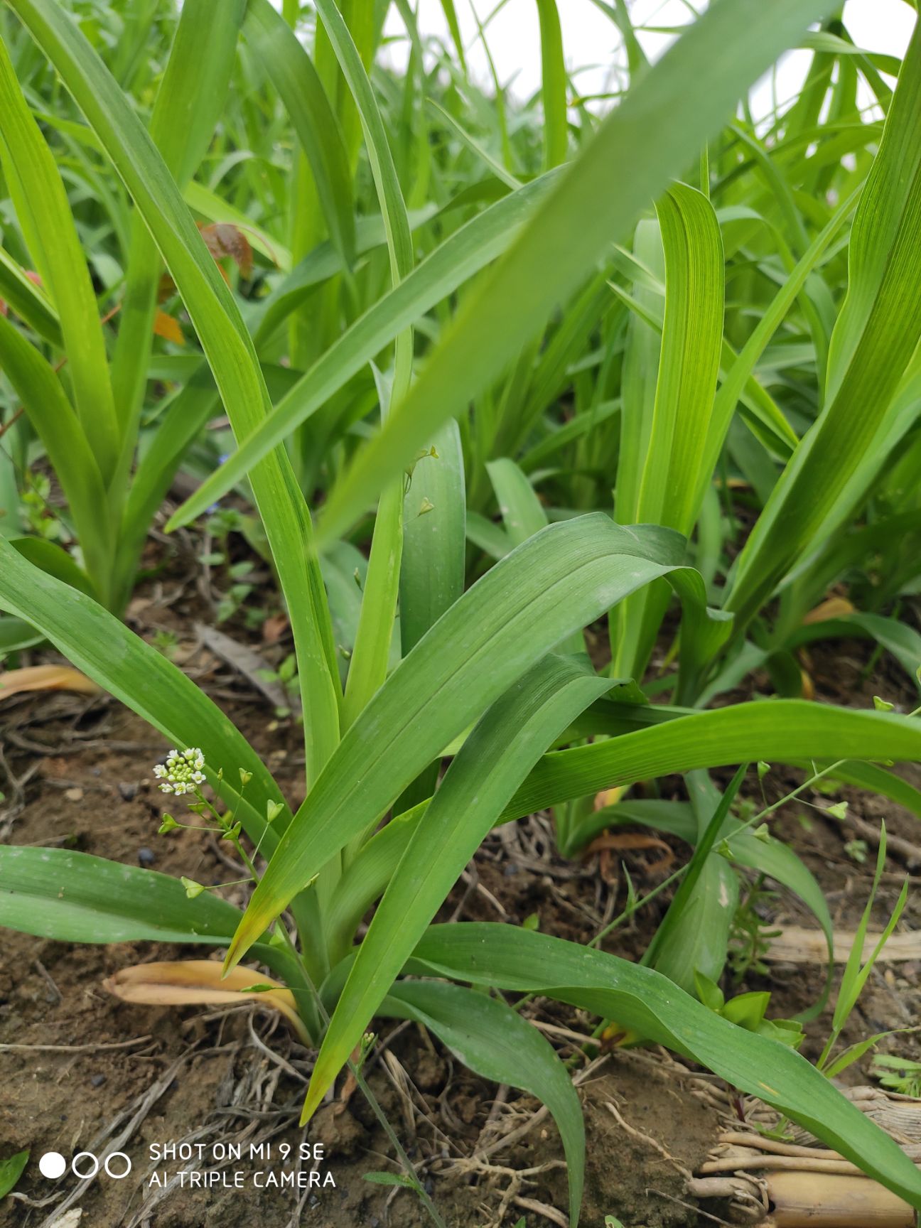 大花萱草