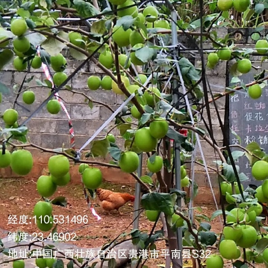 平南县大青枣苗，苹果枣 嫁接苗 裸根苗。