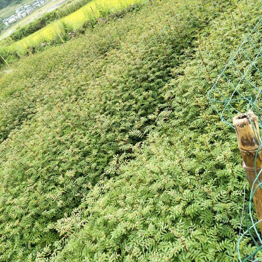 冕宁县 营养杯移栽红椒苗20――60公分 希望老板采购