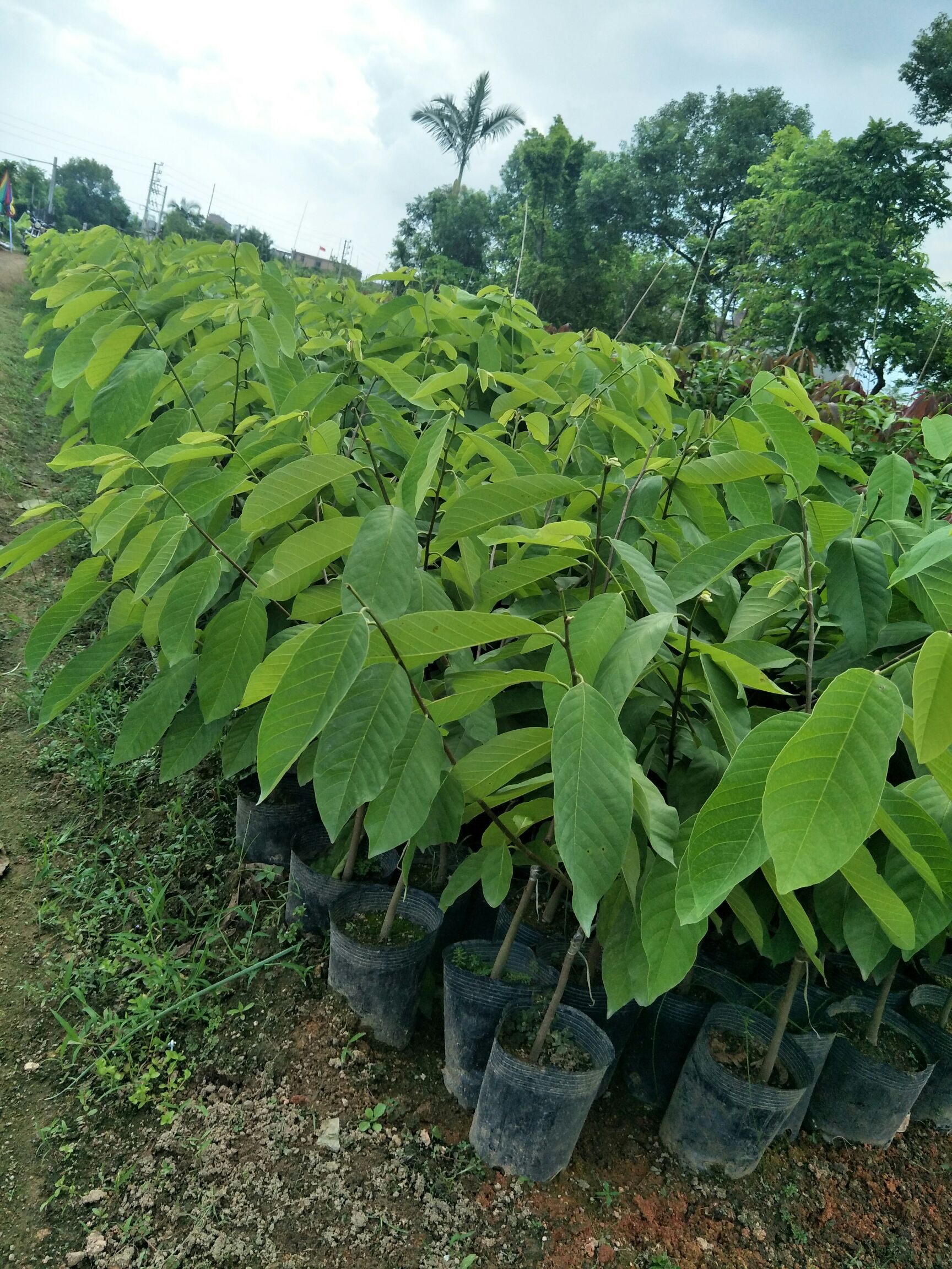 四季珍珠番石榴苗 凤梨释迦苗，珍珠潘石榴新苗都出了