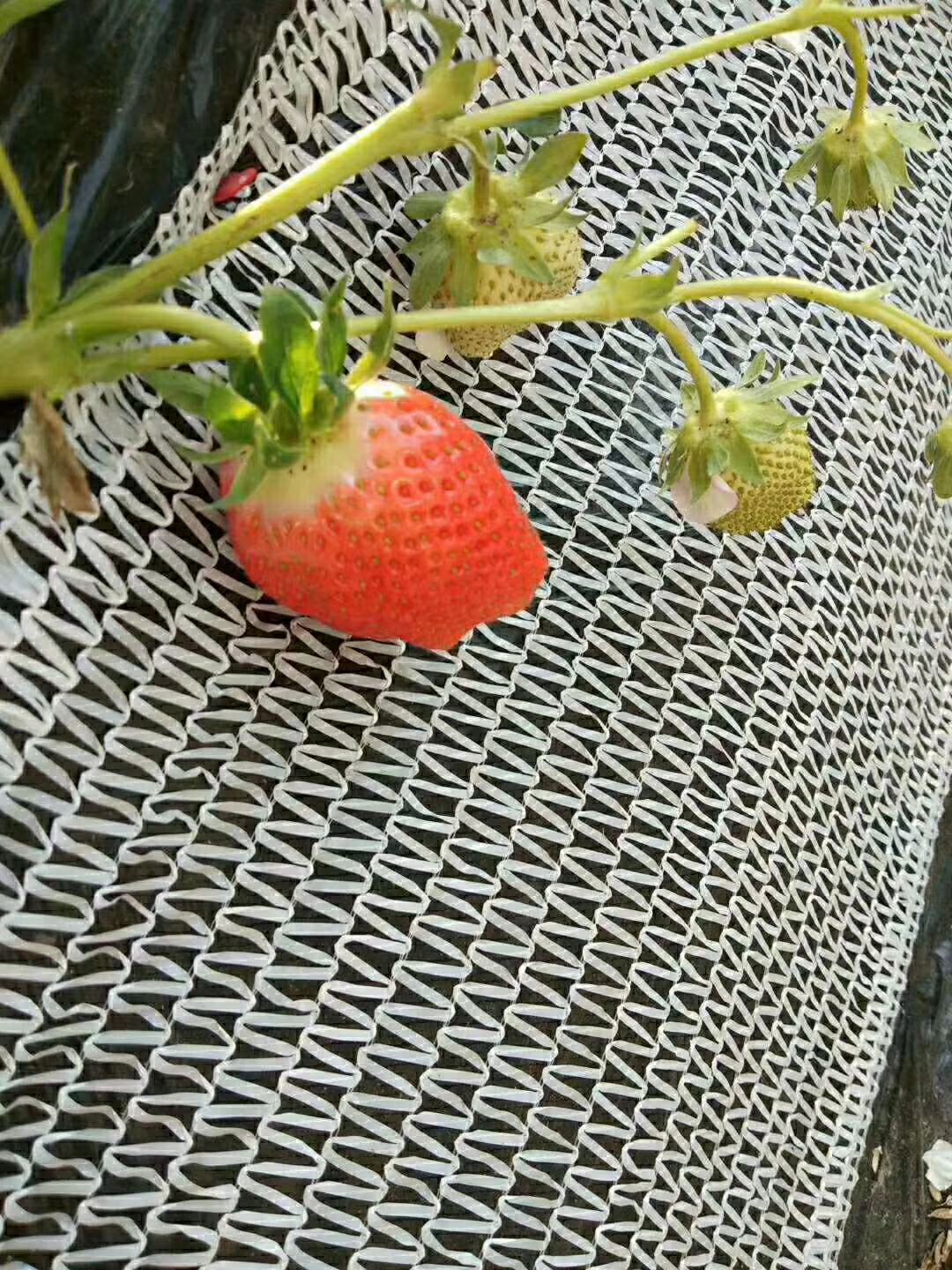临沂护坡布 草莓果实兜布