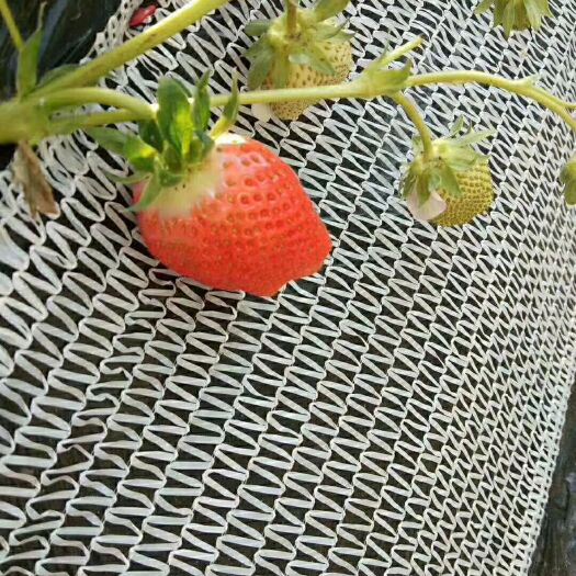 临沂护坡布 草莓果实兜布