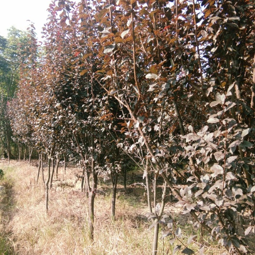  红叶李