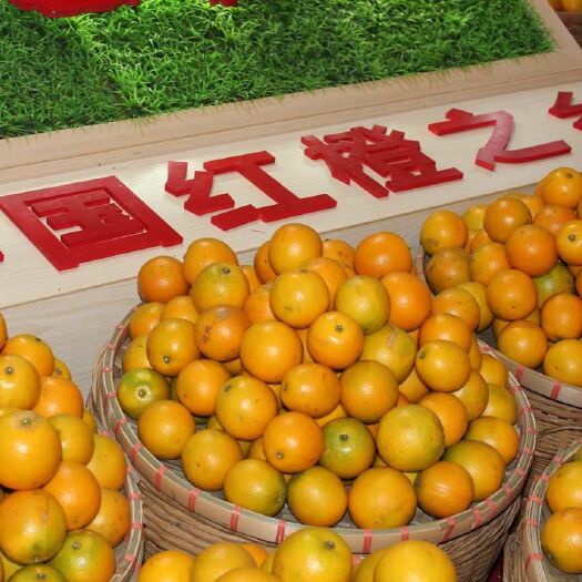 廉江市 红江橙生果出售
