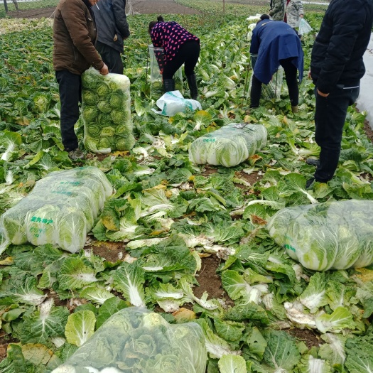 宜城市黄心大白菜3到6斤