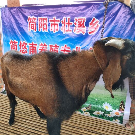 简阳市 优质简阳大耳羊山羊