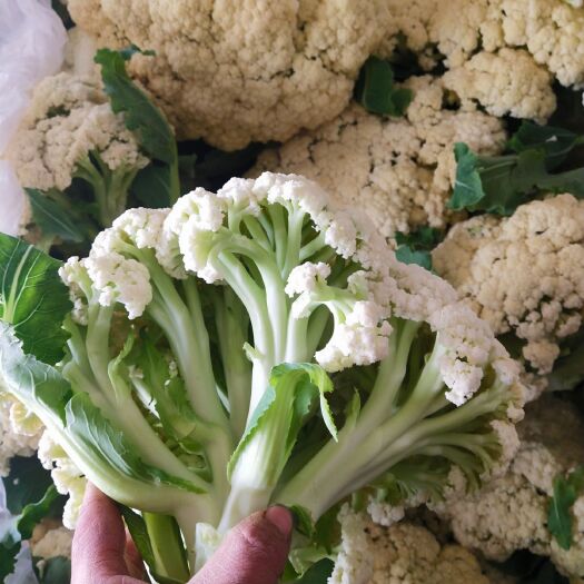 聊城松花菜上市中