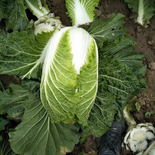 秋宝白菜  大庆肇州黄心包心菜大量上市中