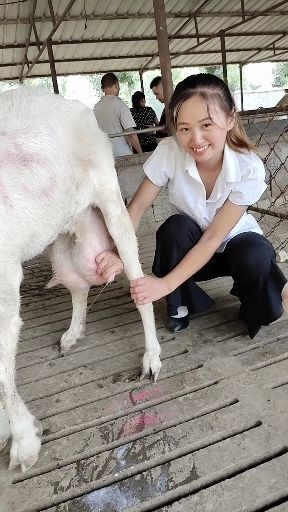 嘉祥县奶羊 奶，你要吗