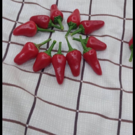 遵义 子，弹头辣椒，