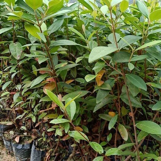广州 优质供应， 桃金娘，岗棯。山棯子大量供应，欢迎预定