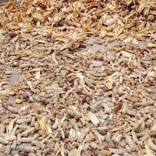 慈利县 干玉米芯