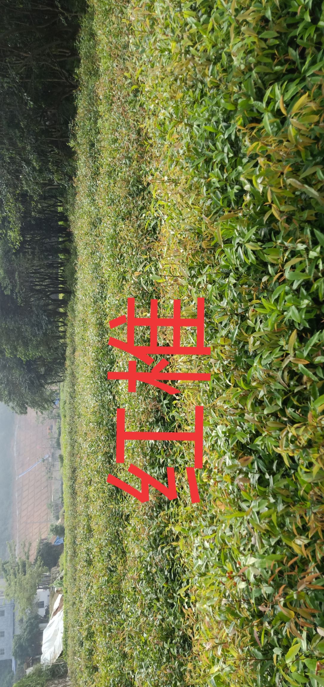 广州红椎种子 造林苗红椎袋苗。米椎袋苗大量低价供应