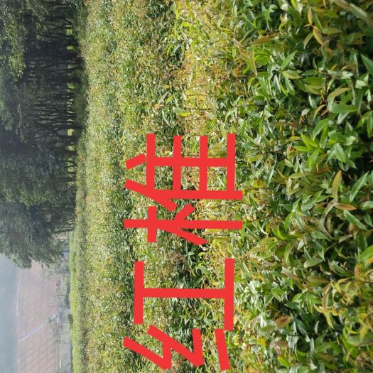 广州红椎种子 造林苗红椎袋苗。米椎袋苗大量低价供应