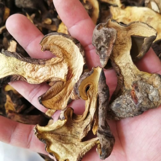 思茅黑牛肝菌  云南野生菌干品