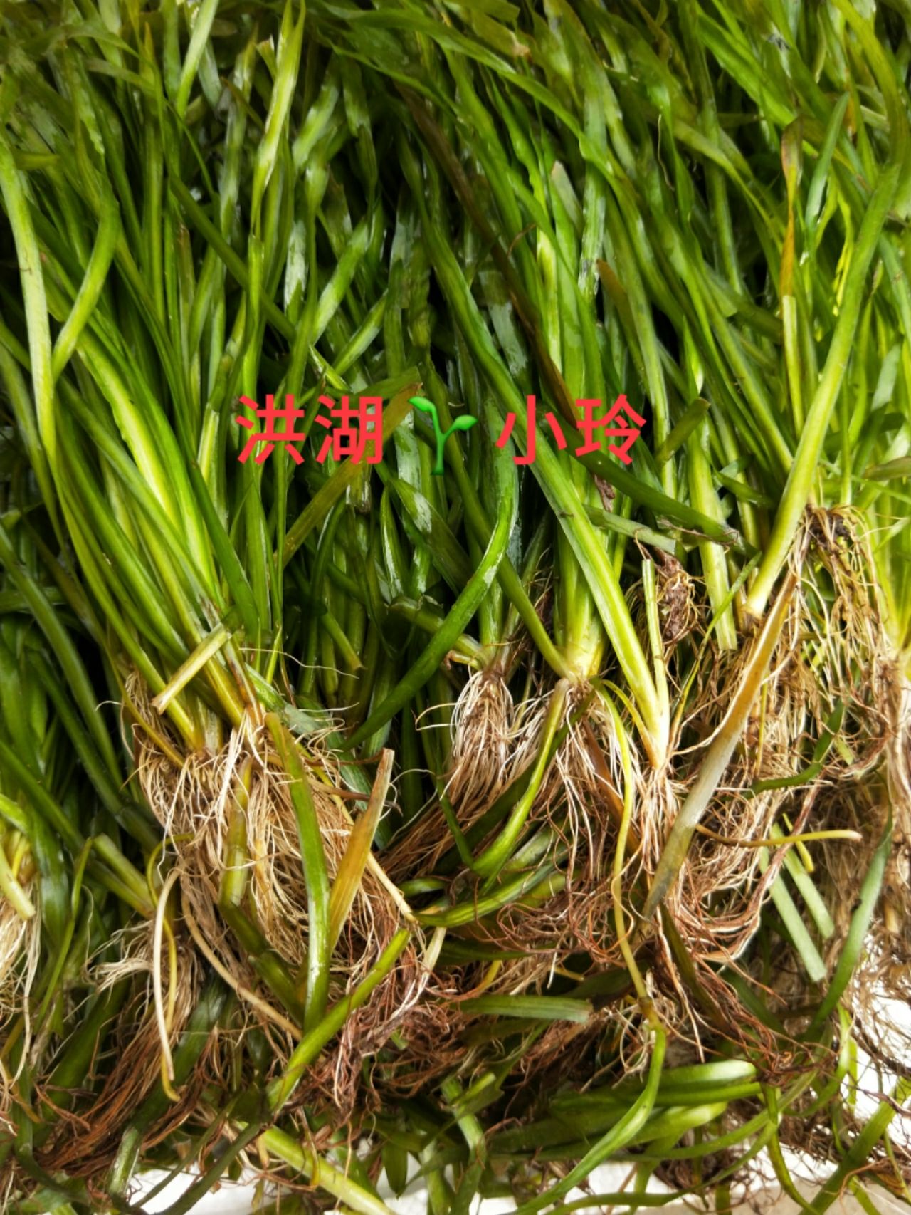 矮叶苦草 四季常青水草 无忧草  扁担草 量大价优 包邮