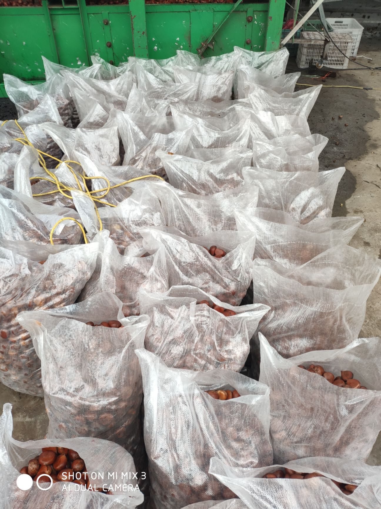  丹东大板栗，油栗子，