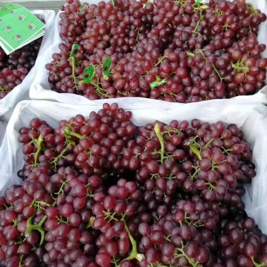 邯郸红宝石葡萄大量上市，串型好，颜色深，口感二十多个糖。