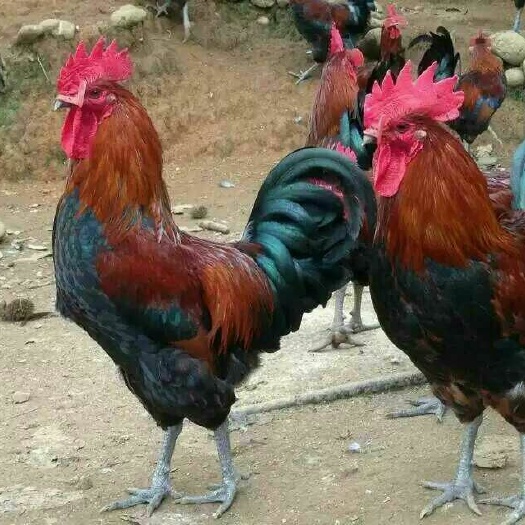 成都庐山土鸡苗  庐山土鸡抗病能力强，肉质细腻，口感好，