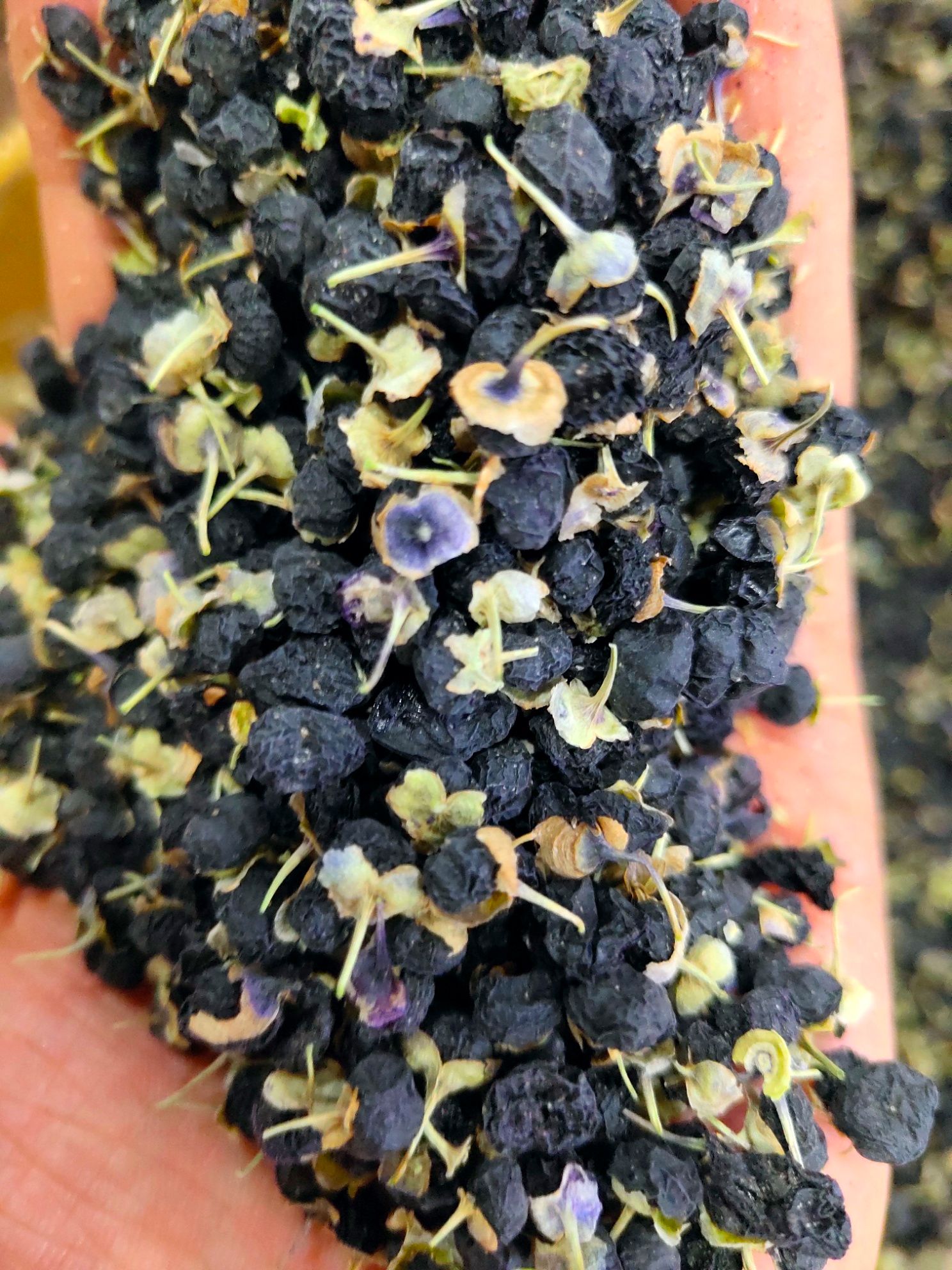 买1送1新疆野生黑枸杞子茶新疆特男肾级正品天然纯黑