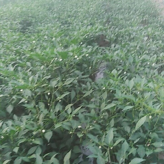 上蔡县鲜泡椒 15~20cm 微辣 靑色
