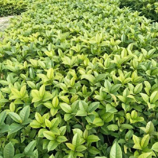 月月桂四季桂苗工程苗綠化苗家用苗
