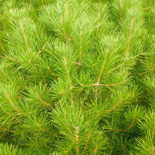 蓝田县 大量供应1至8米精品白皮松