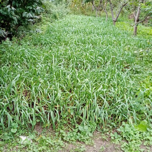 泸定县红头蒜苗 泸定县内送货上门