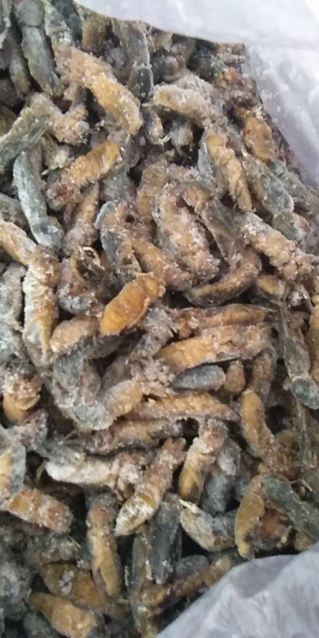冻虾蛄 鲜货速冻