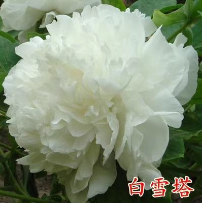 菏泽观赏牡丹 0.5米以下 2cm以下 4cm以下