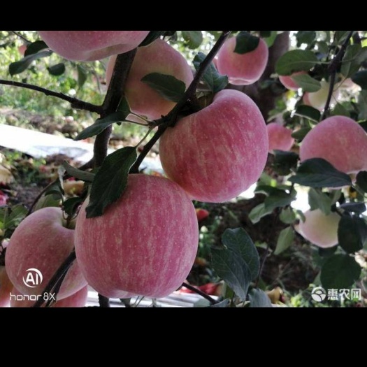 长武县 红富士苹果