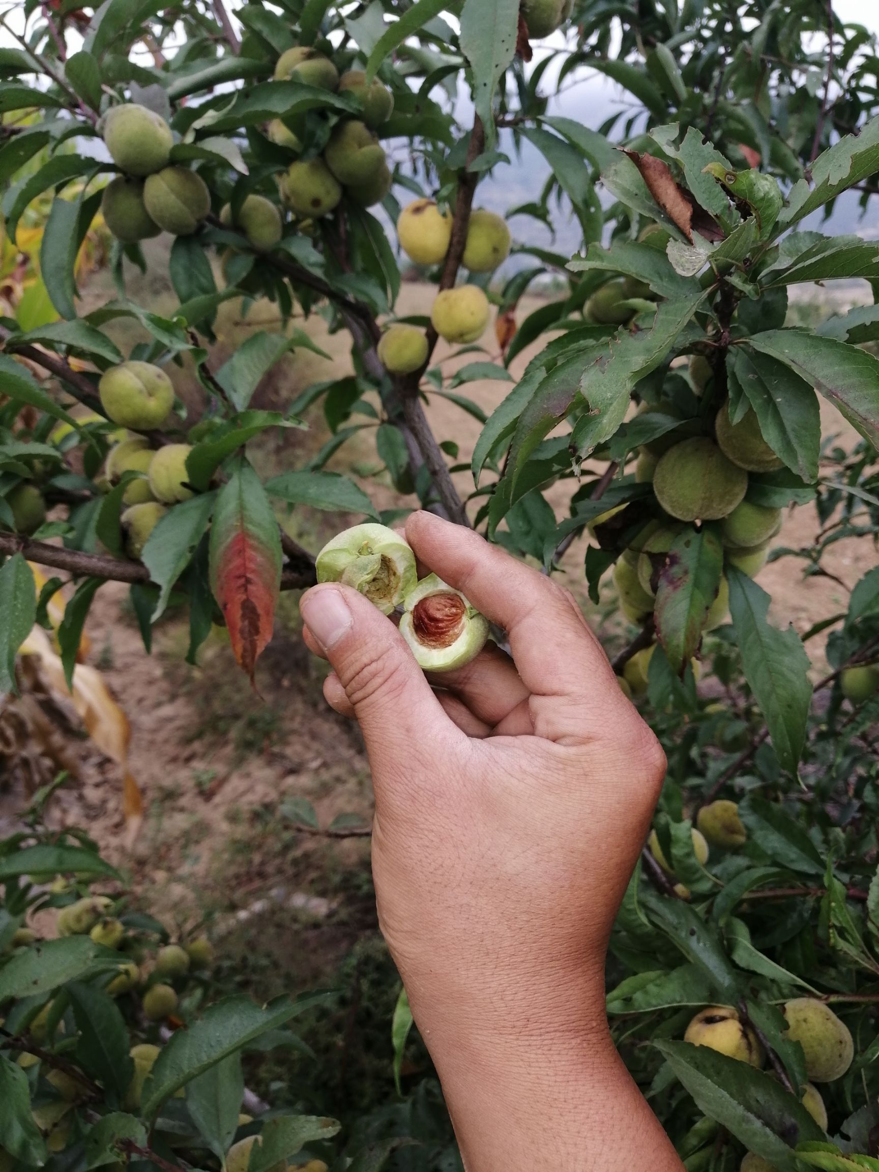  毛桃核