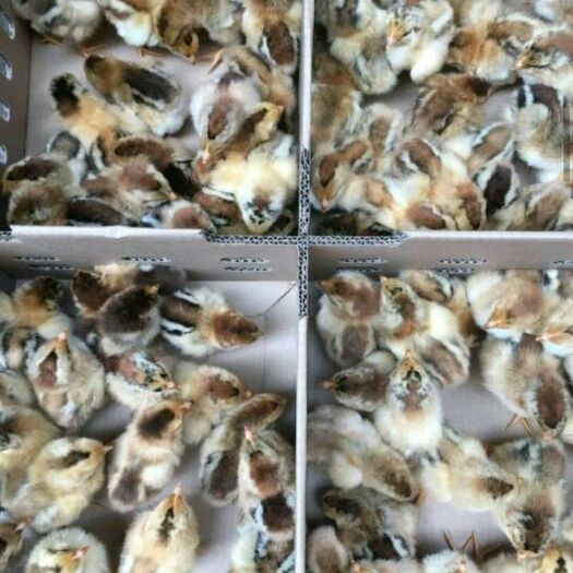 佛山广东清远鸡鸡苗 本孵化基地常年供应各品种鸡年，品种有，麻鸡，三黄鸡，芦花鸡，