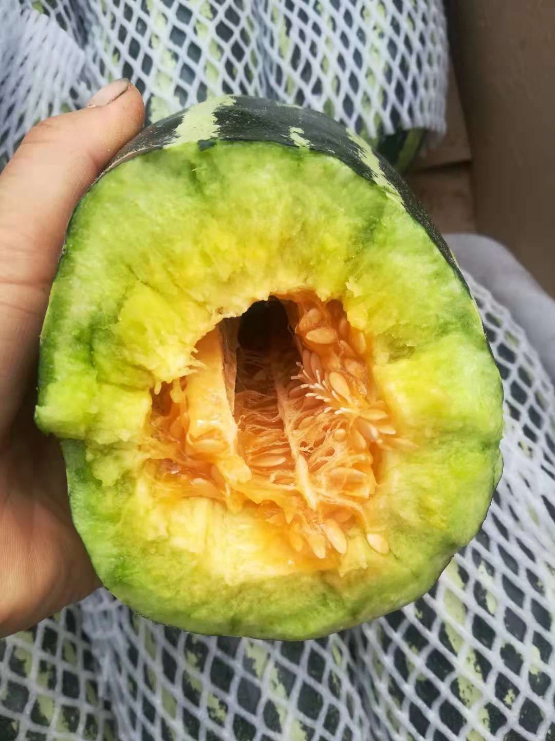 博洋九甜瓜<产地直发>，视频看货