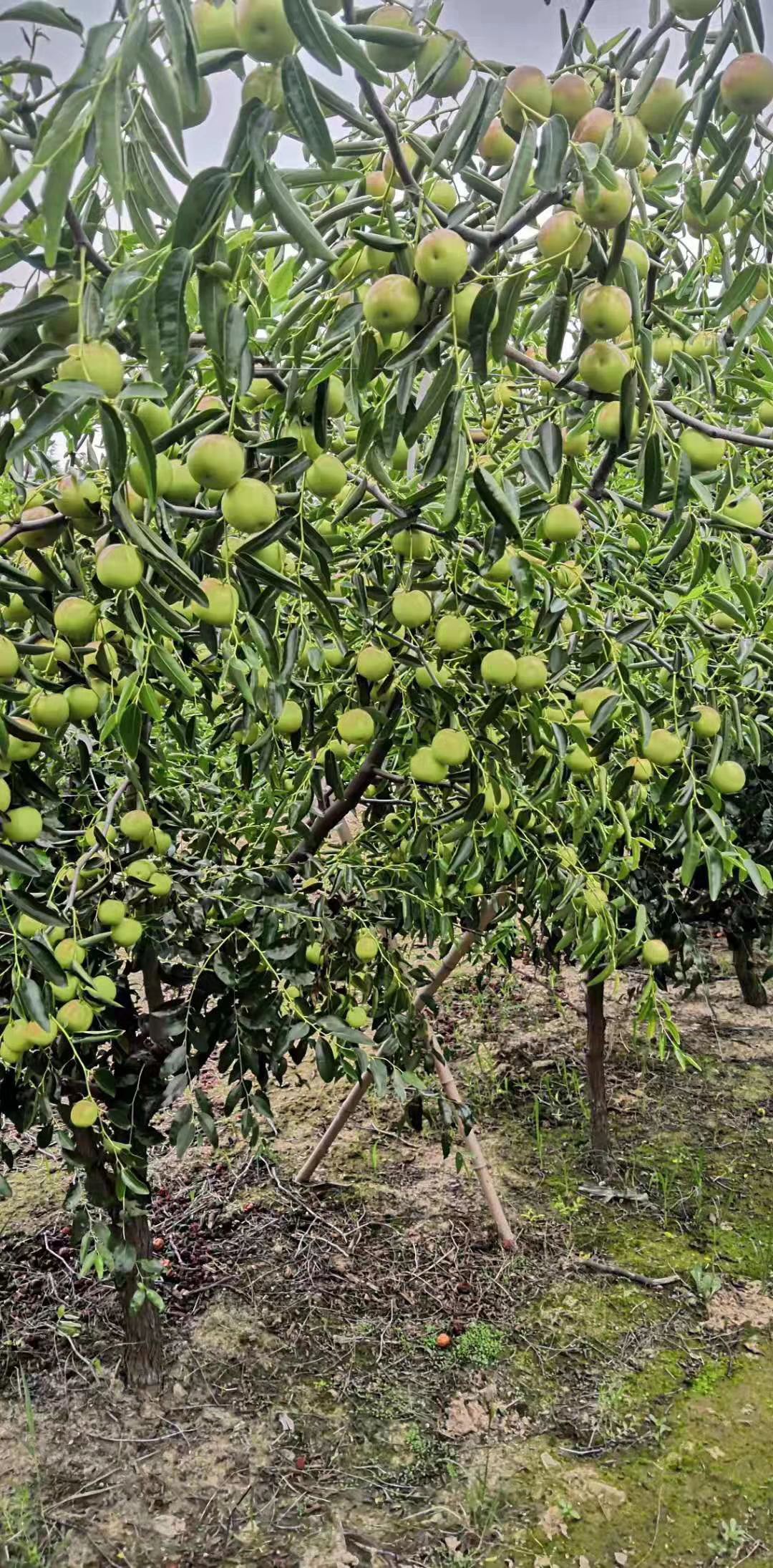 枣树苗，山东冬枣树苗基地直销，品种纯正，口感脆甜！