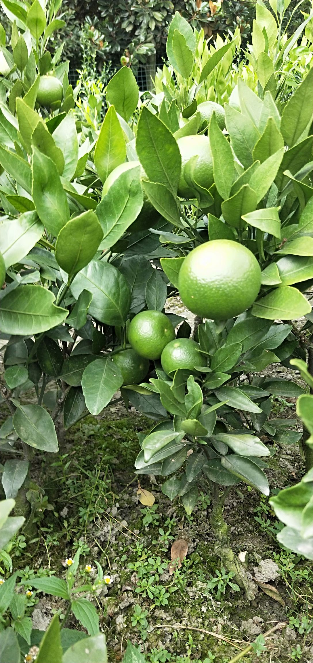 甘平柑橘苗  甘平杯苗地苗