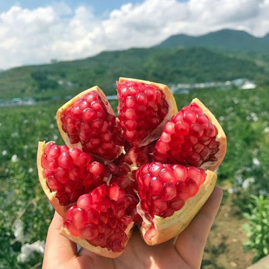 会理市 四川会理甜石榴大果小果现摘现发一手货源支持代发可视频看货