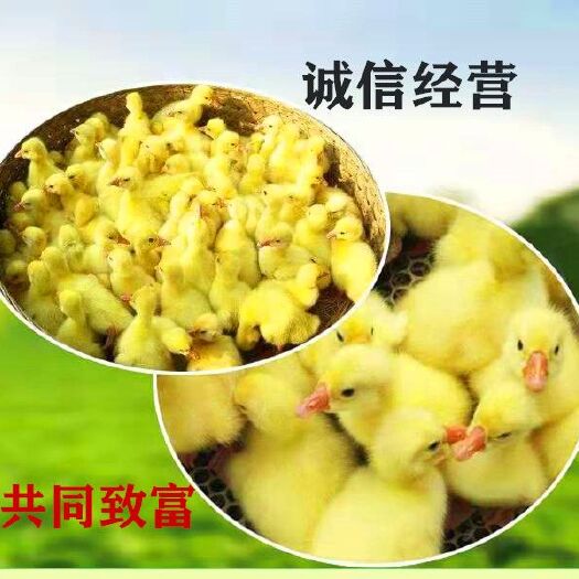 连云港 鹅苗批发 狮头鹅苗 三花 大种鹅 苗厂家直销全国包邮