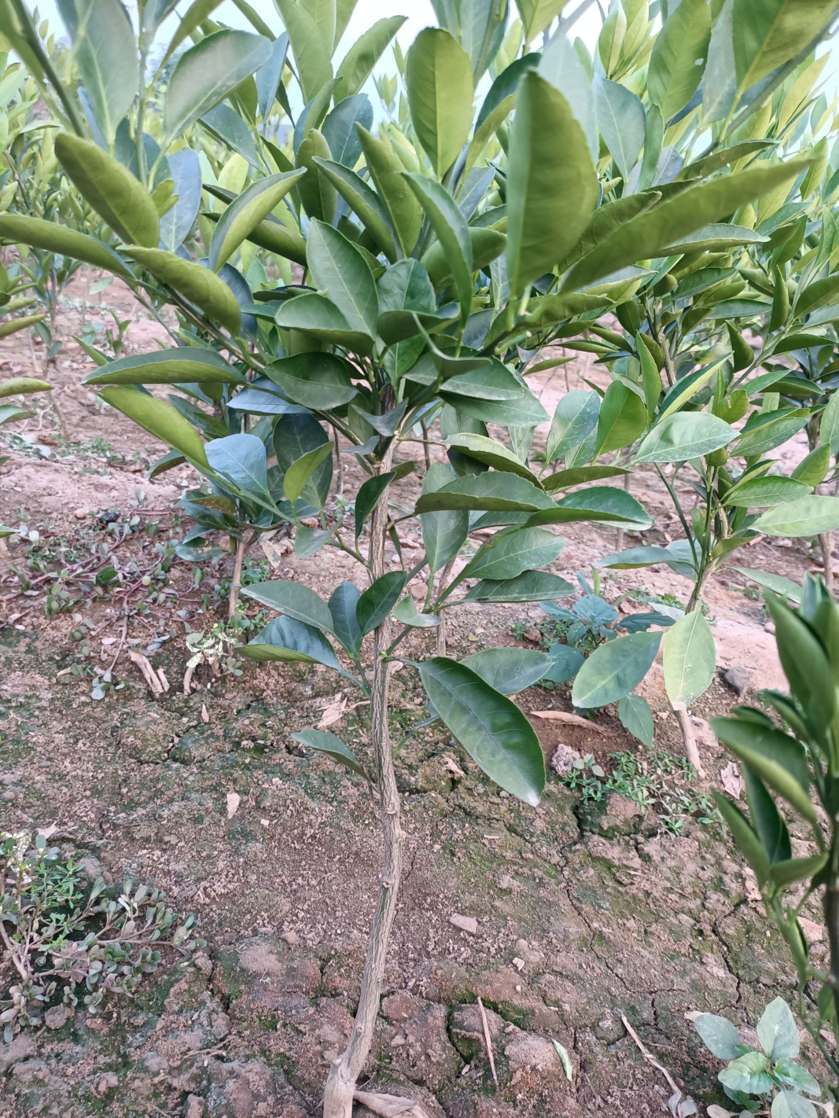  正宗沙糖桔苗  皮薄易剥  肉脆多汁