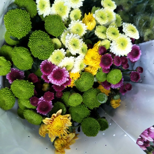 昆明 小雏菊