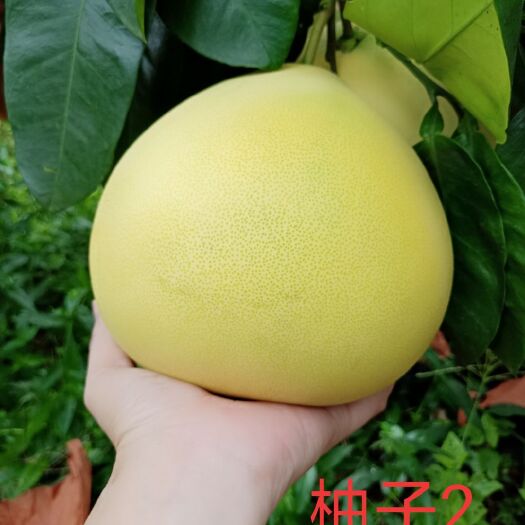 平和县平和蜜柚 福建平和官溪蜜柚