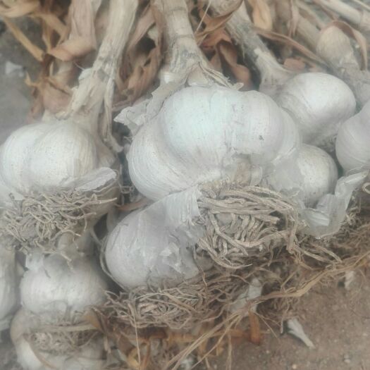 莒县大蒜种子 山东大蒜四六瓣，可做蒜种，蒜苔蒜头高产双收