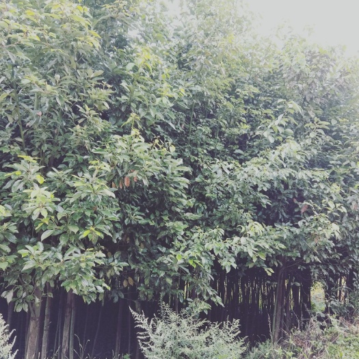 会泽县 2～6公分的香樟树苗，袋苗，有需要的联系，价格美丽。