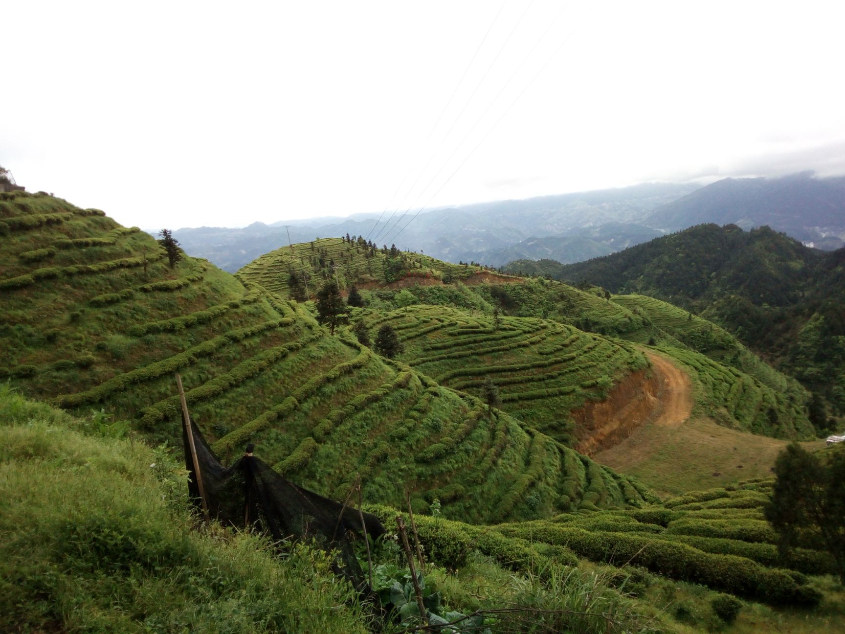  我的红茶：安全放心健康的茶（今日至明春优惠价专版）。