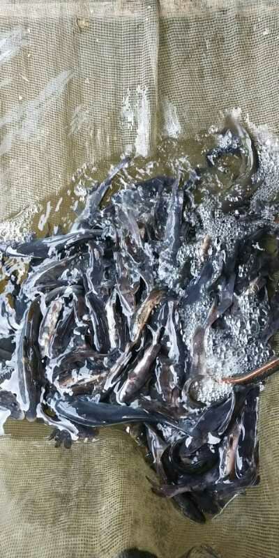 重庆市江团鱼苗